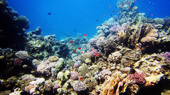 underwater Upolu Island Samoa